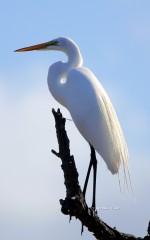 IMG_7741GreatEgret Great White Egret