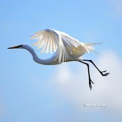 IMG_7747Egret Great White Egret