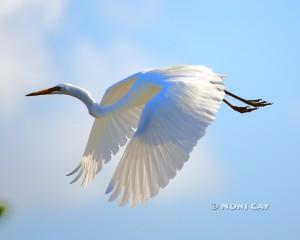 IMG_7748EgretinFlight Great White Egret in Flight
