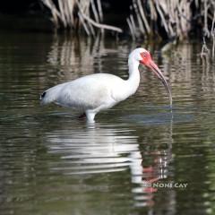 IMG_7758Ibis Ibis