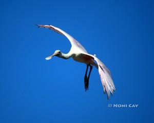 IMG_7763Spoonbill in Flight