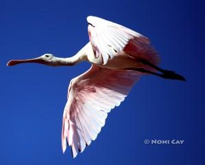 IMG_7766Spoonbill Roseate Spoonbill in Flight