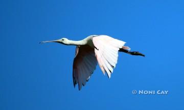 IMG_7772Spoonbill