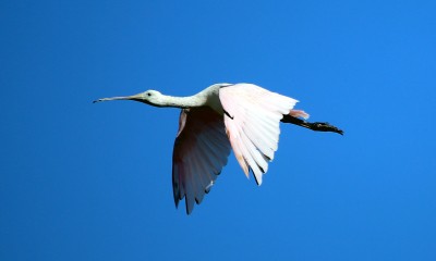 IMG_7772Spoonbill Roseate Spoonbill in the Sky