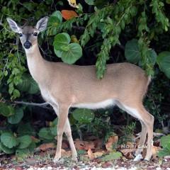 IMG_7825Doe