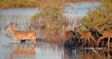 IMG_7861NoNameKeyDeer