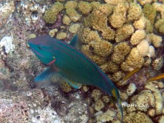 DSC02004parrotfish