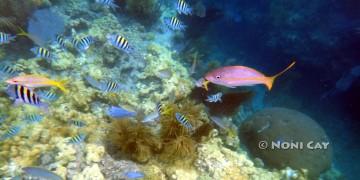 DSC02065Reef Fish