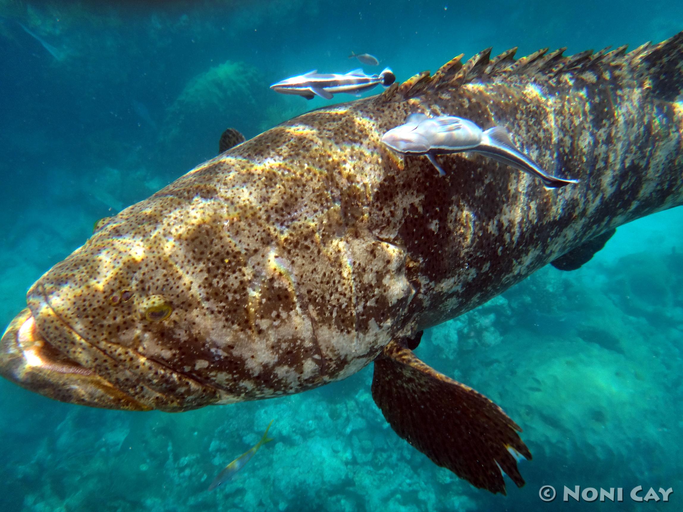 Atlantic Goliath Grouper Noni Cay Photography