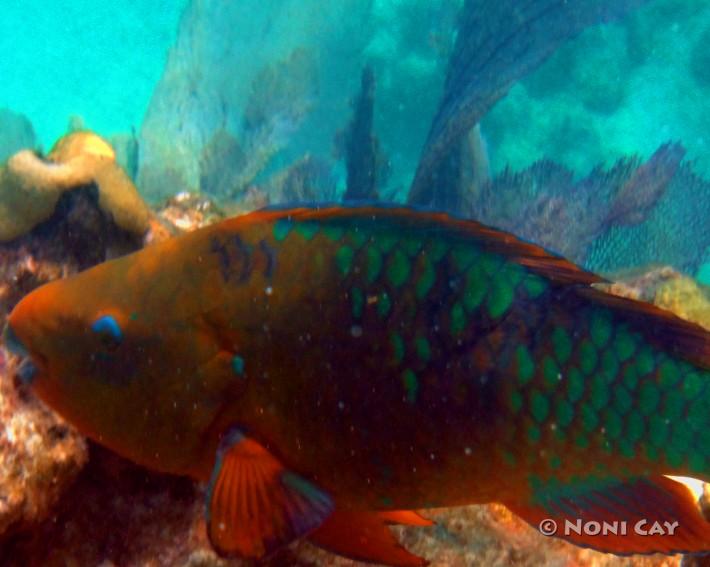 DSC02558Parrotfish