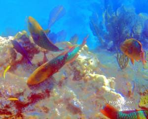 DSC02559Parrotfish