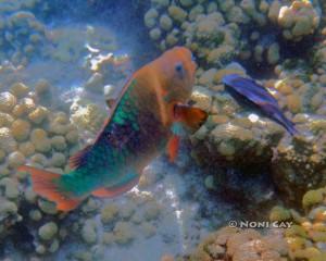 DSC02560parrotfish