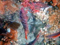 DSC02702RainbowParrotfish