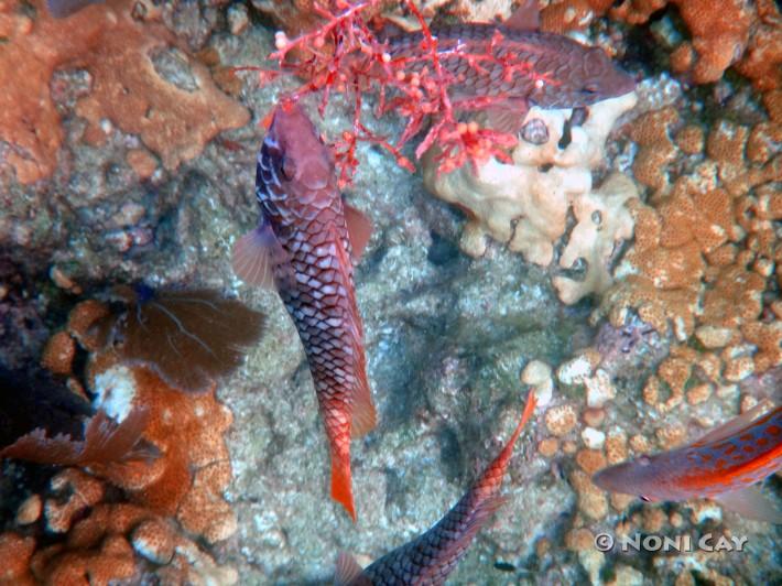 DSC02702RainbowParrotfish