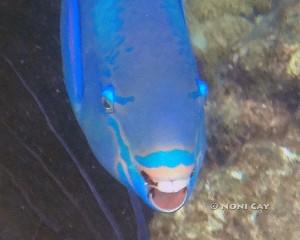 DSC02718parrotfish