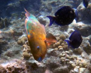 DSC02756RainbowParrotfish