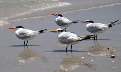 DSC02888RoyalTerns Royal Terns