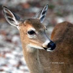 IMG_7910Doe