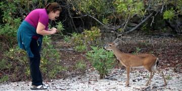 IMG_7917The Touristand Deer