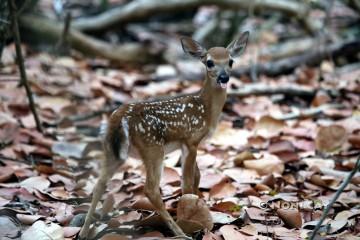 IMG_8021fawn