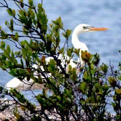 IMG_8083GreatWhiteHeron