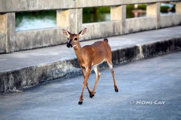 IMG_8194deer crossing bridge