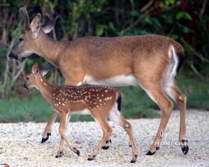 IMG_8237Fawn and Buck