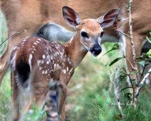 IMG_8269fawn