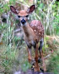 IMG_8279fawn