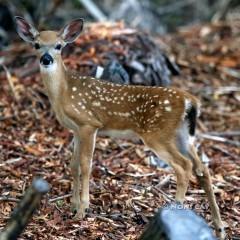 IMG_8337fawn