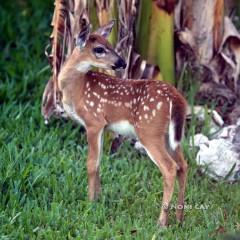 IMG_8522Fawn