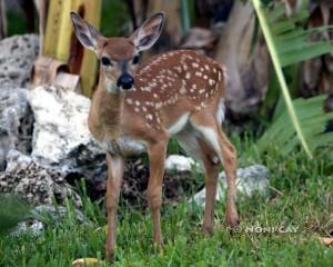 IMG_8539fawn