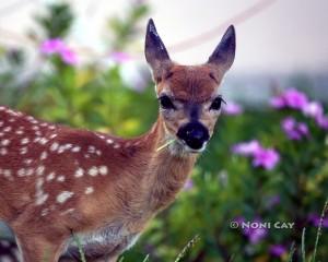 IMG_8555fawn