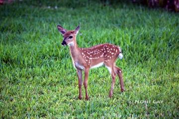 IMG_8598fawn