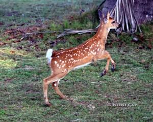 IMG_8615fawn