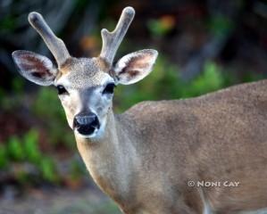 IMG_8664buck