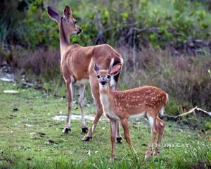 IMG_8677doeand fawn