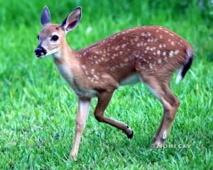 IMG_8699fawn