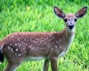 IMG_8743Fawn