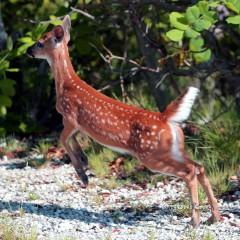 IMG_8797fawn