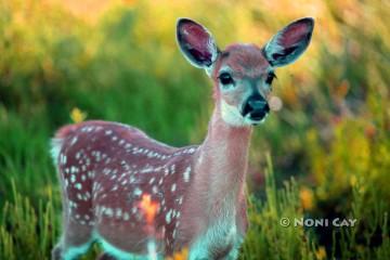 IMG_8812Fawn