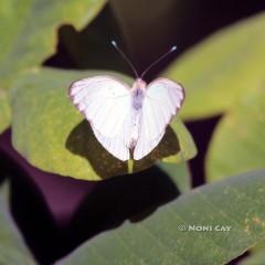 IMG_8973Moth