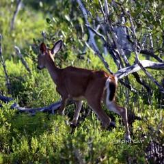 IMG_8991DeerInDistrss