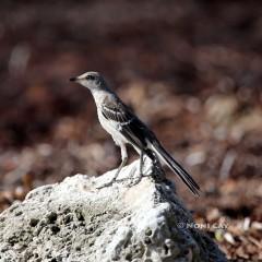 IMG_9020Mockingbird