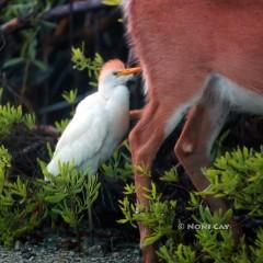 IMG_9031Catt;e Egret Cattle Egret
