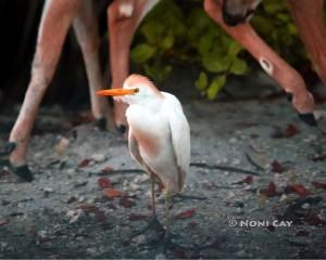 IMG_9045CattleEgret The Cattle Egret  Loves Key Deer