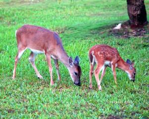 IMG_9090DoeAndFawn