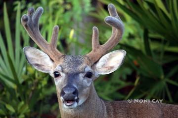 IMG_9105Buck Key Deer Buck In Velvet