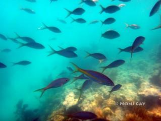 DSC02930YellowtailSanppers