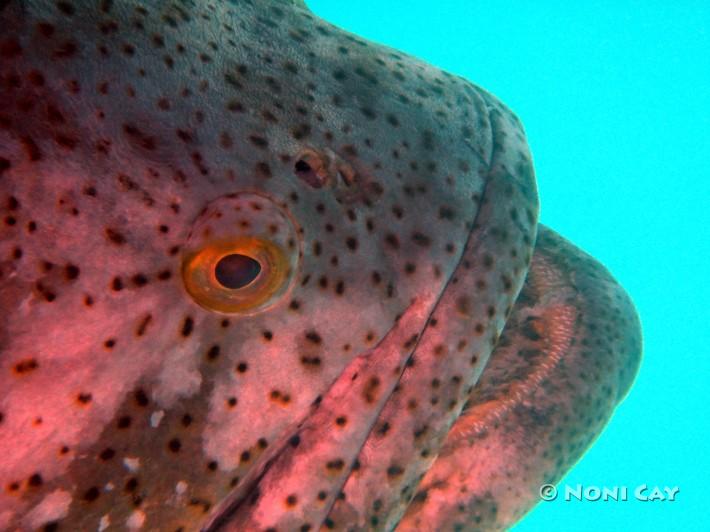 DSC02953GoliathGrouper